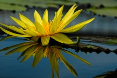 orange water-lily flower