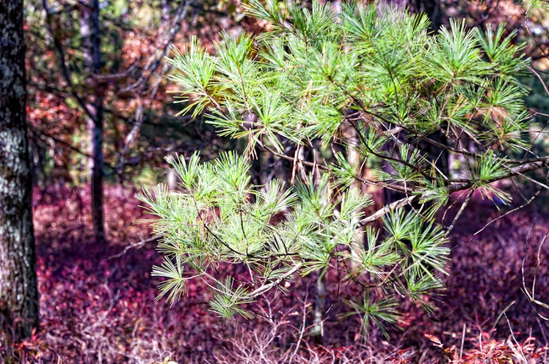 pine-lands--21 pine-lands--21
