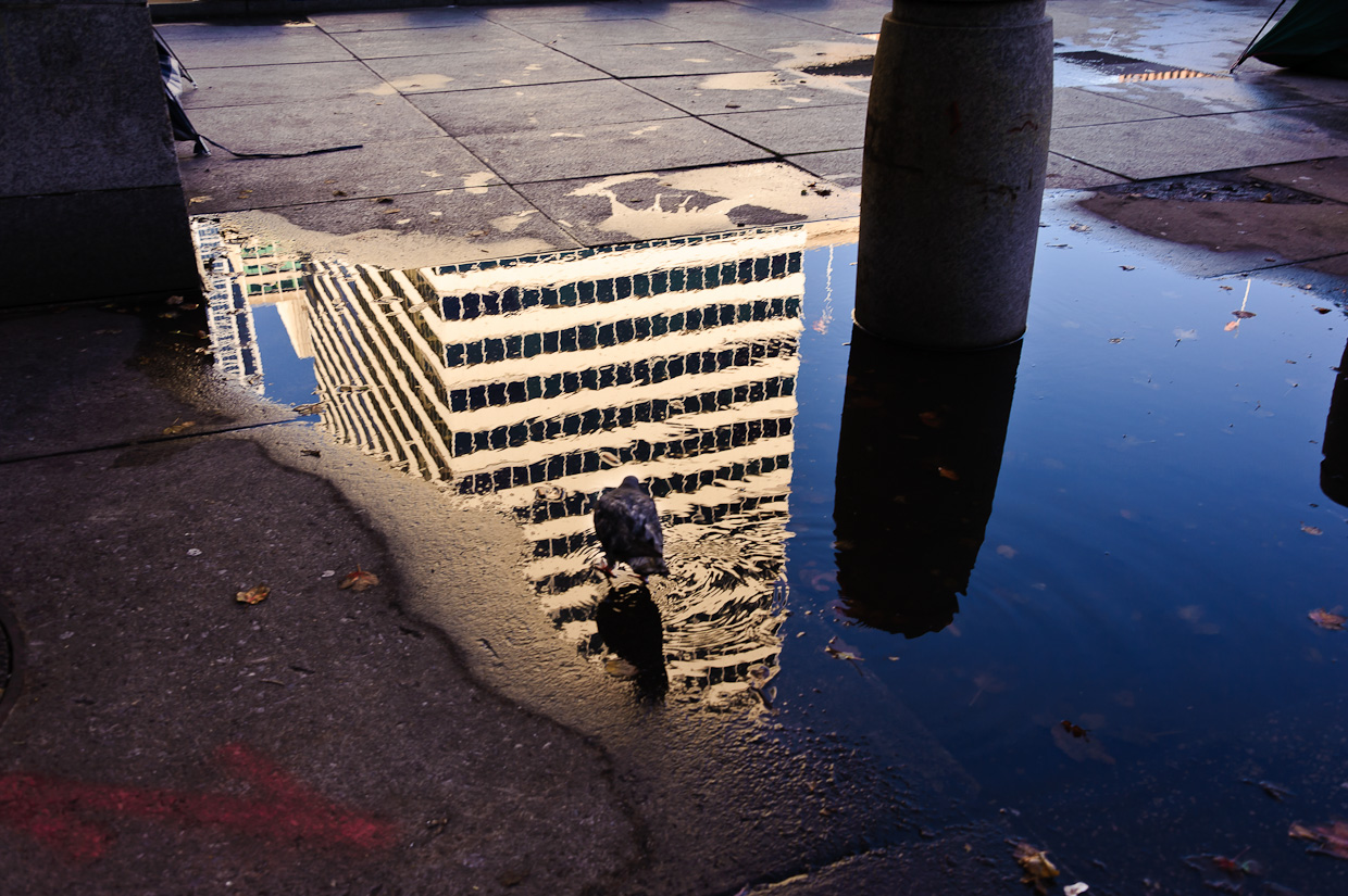 building and pigeon-reflections-2124