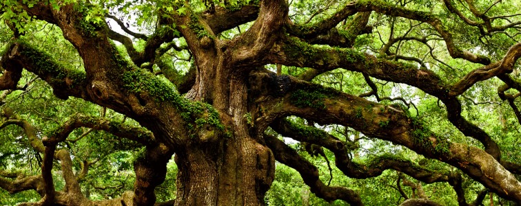 mystical-angel-oak-tree-photo-9574