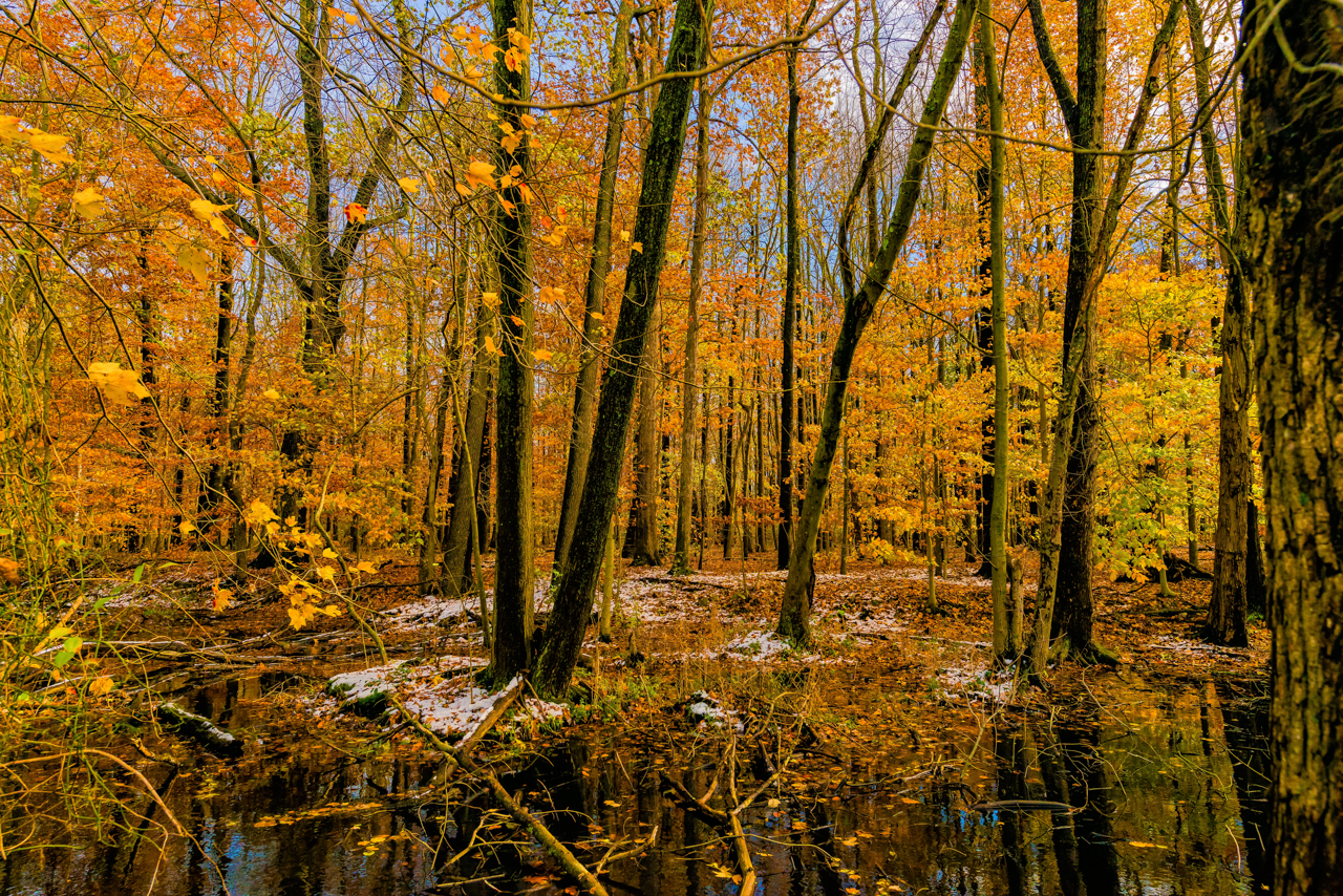 Orange-leaves-