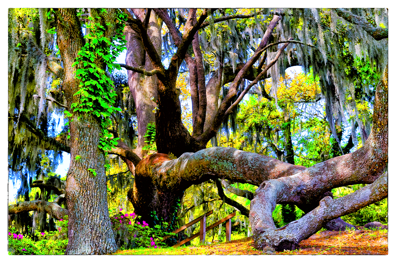 middleton-place-8387