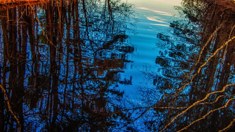 buke-birch-trees-