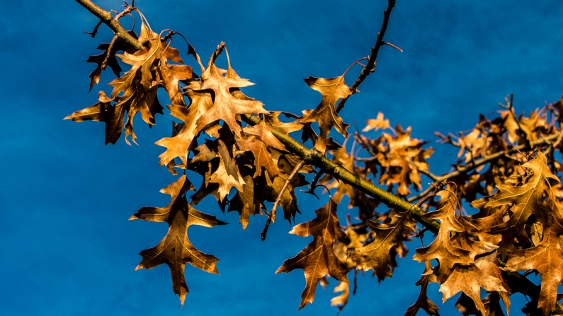 last-leaves-1170312-2