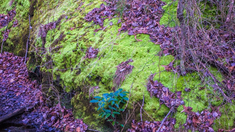 moss-leaves-