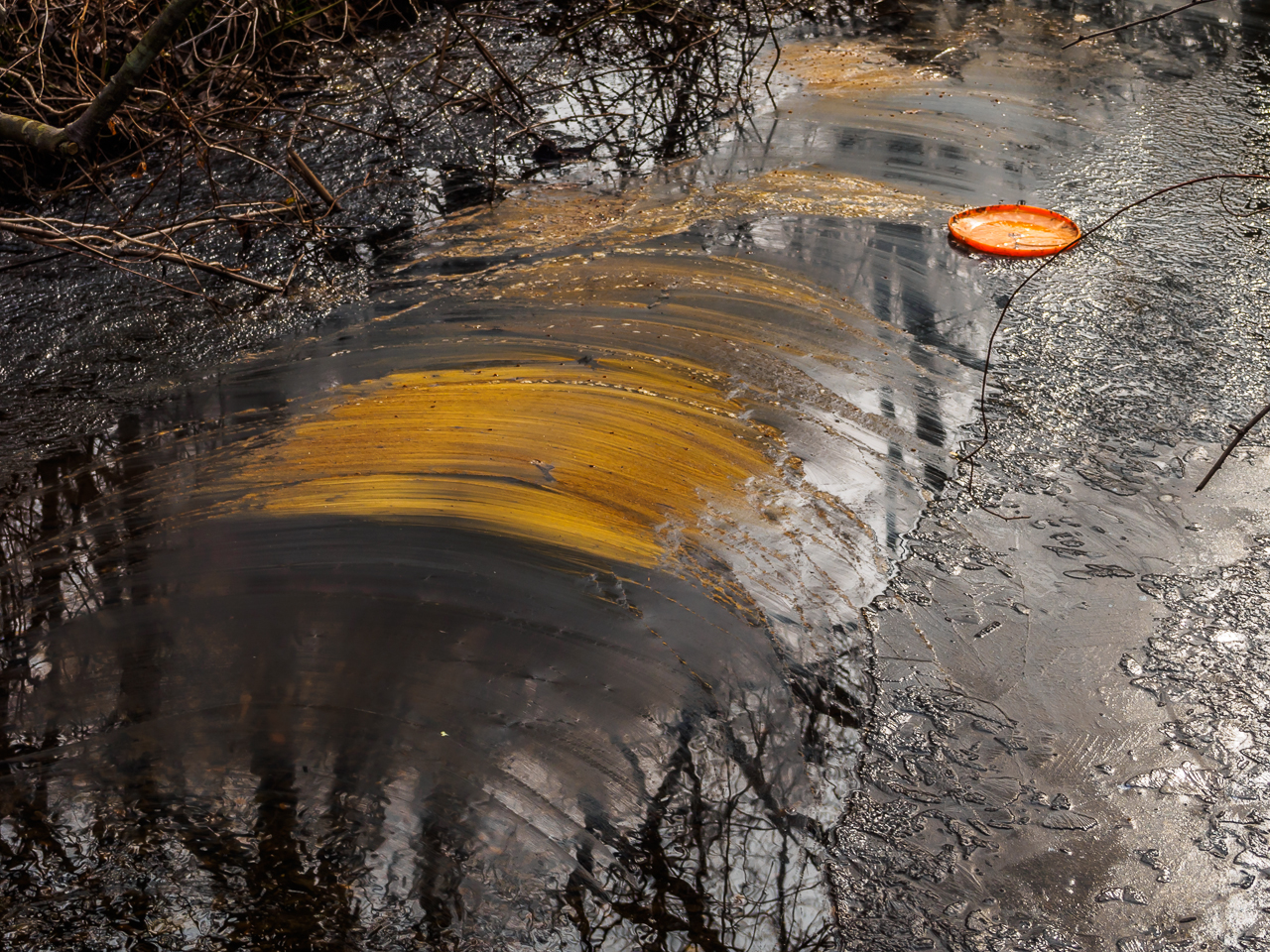 Tree bark reflection photo