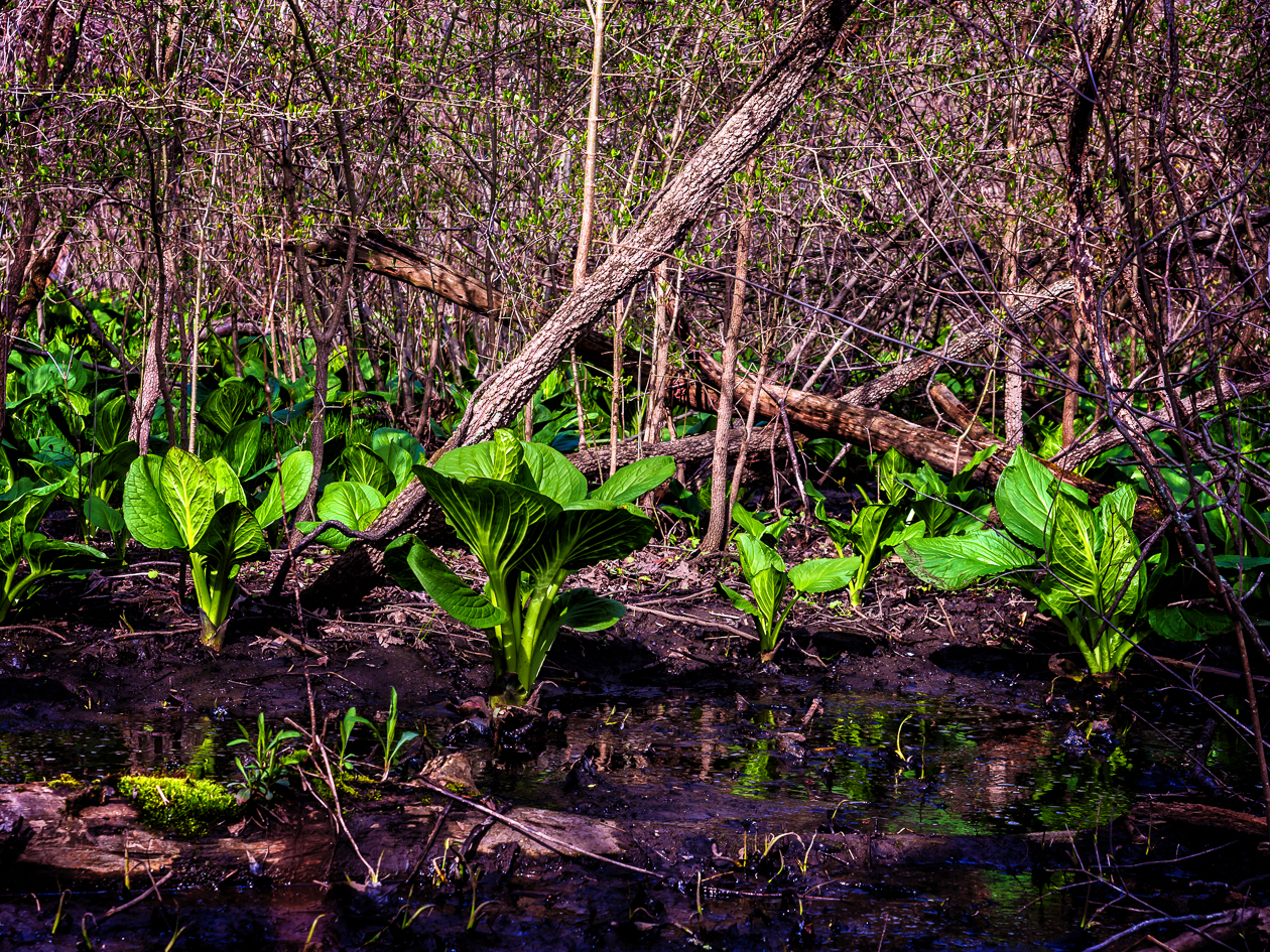 Photograph of skunk-cabbage--4