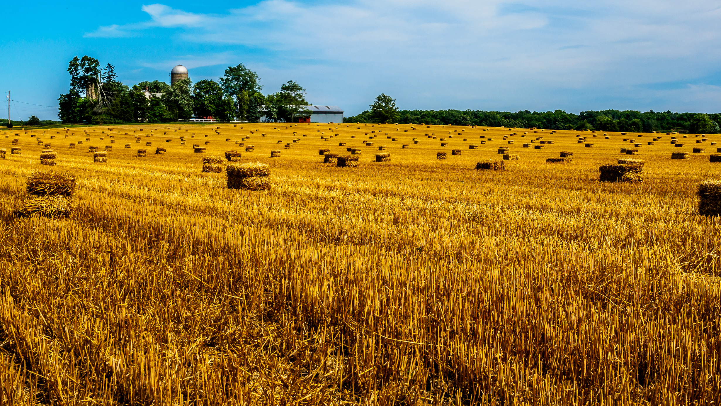 wheat-field-1801