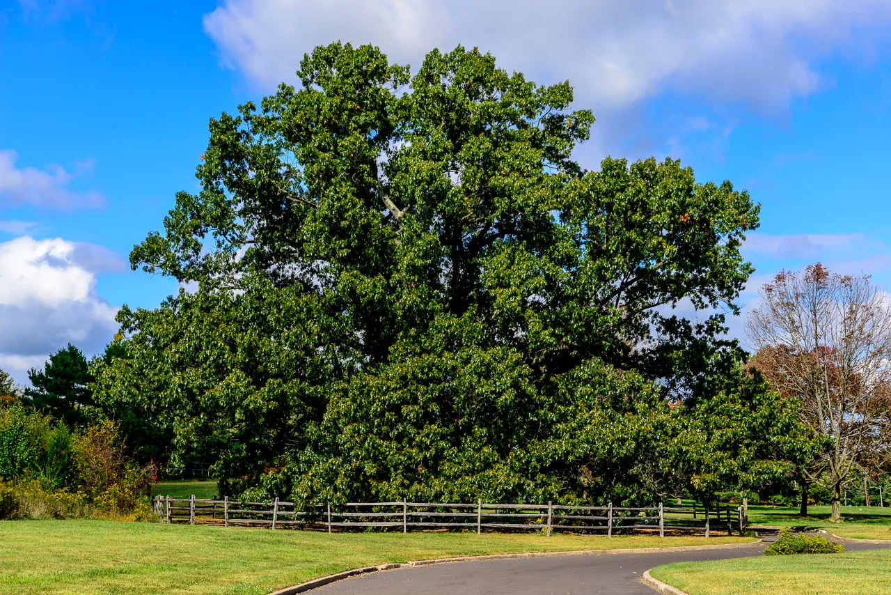Brearley Oak-2