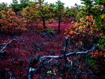 pine-lands-nj-