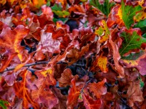 photograph of fall leaves pine lands nj-2