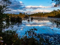 another pine-lands-nj-photo