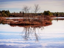 whites-bog-
