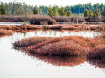 whites bog NJ photograph