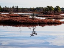 Pine lands Photograph from Whites Bog New Jersey-
