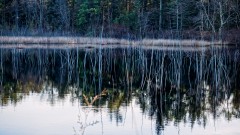 Whites Bog NJ photograph