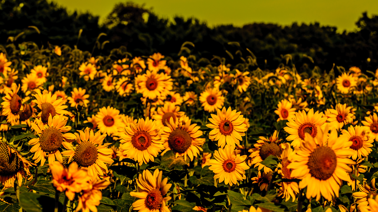 Photo of a field of sunflowers