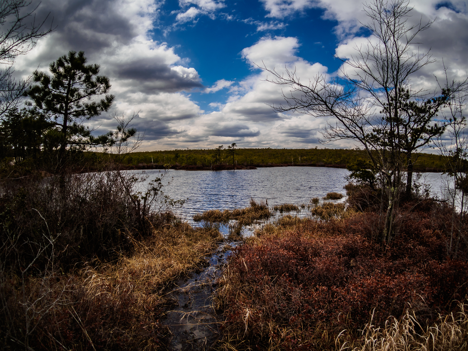 Pine lands Landscape photo at the warren-grove