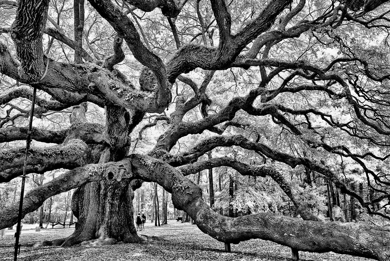 Mystical Angel Oak Tree Photograph by Louis Dallara - Fine Art America