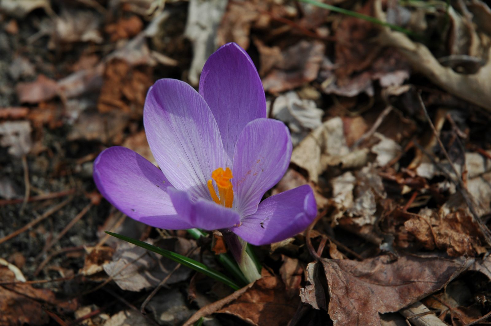 crocuses-0005