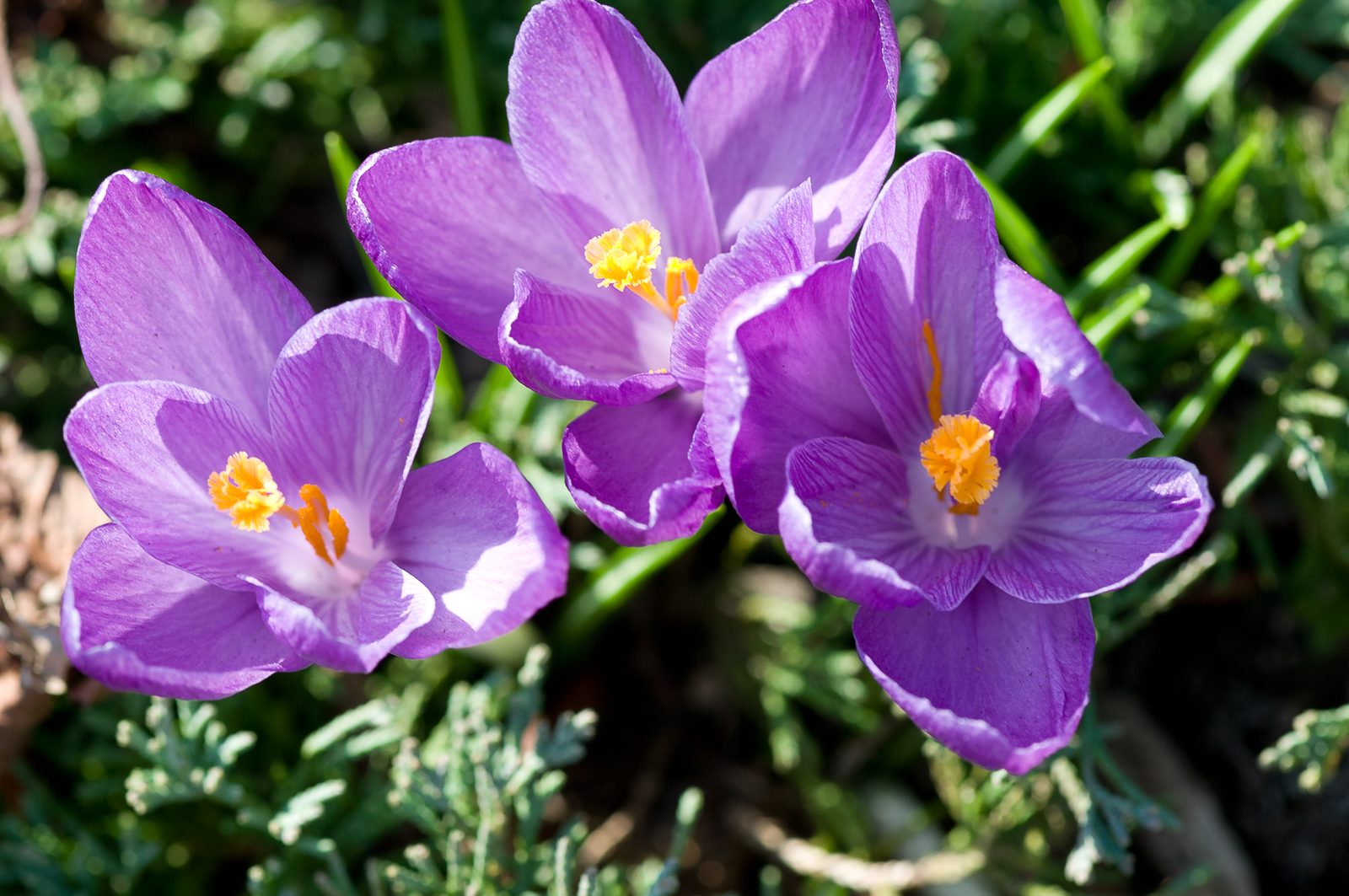 crocuses-6352-copy
