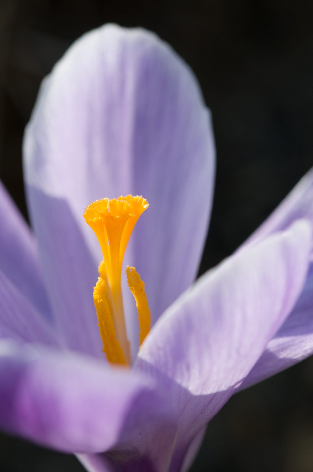 crocuses-6365