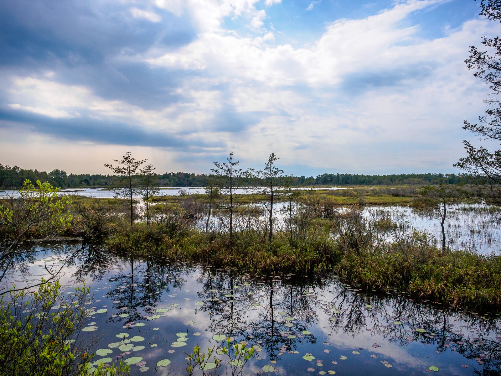 pinelands--3