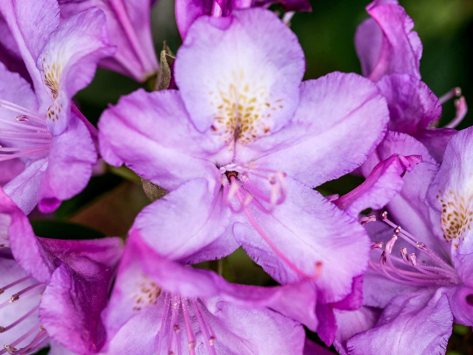 rhododendron-5807 photograph