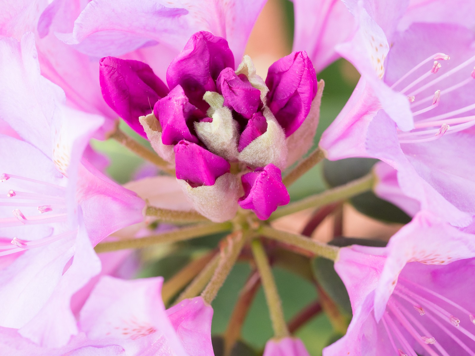 rhododendron-5809 photograph