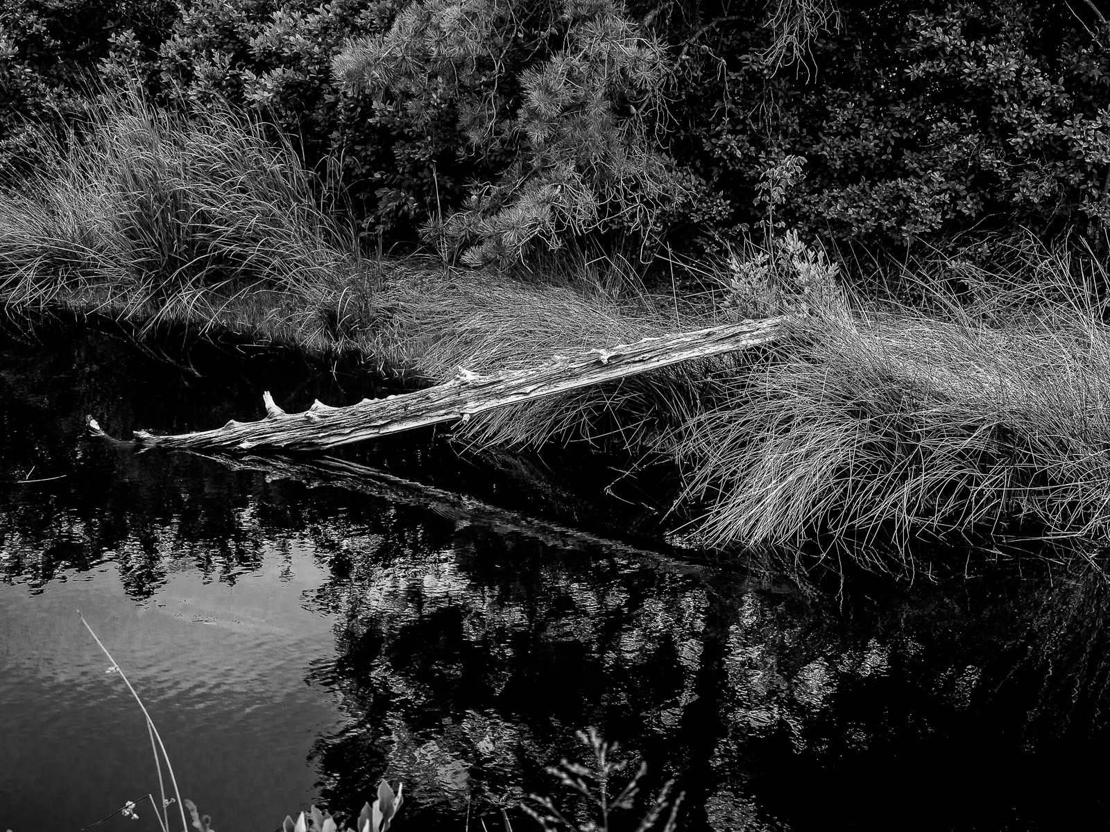 dead-cedar-6191