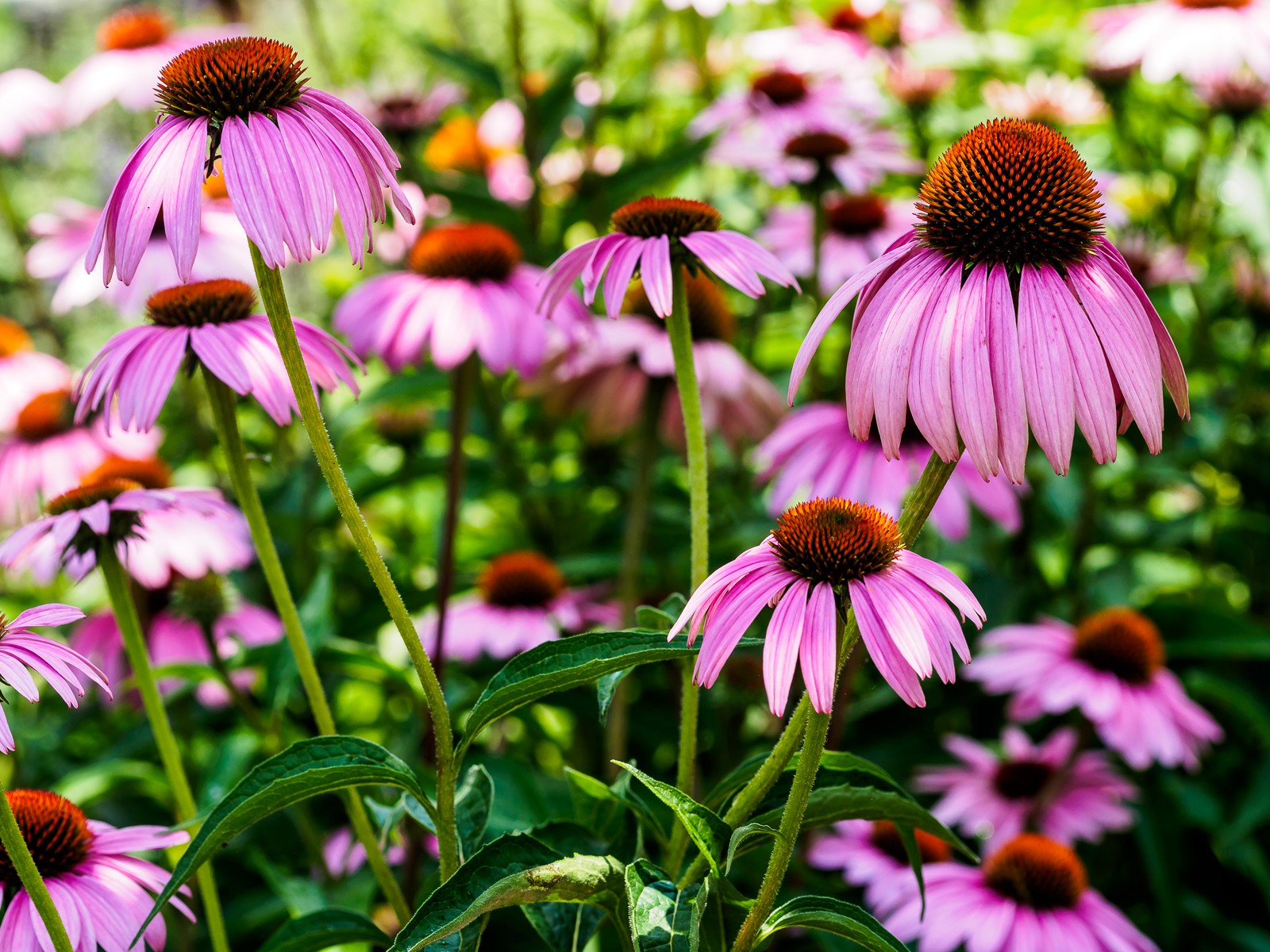 echinacea-pink-6148