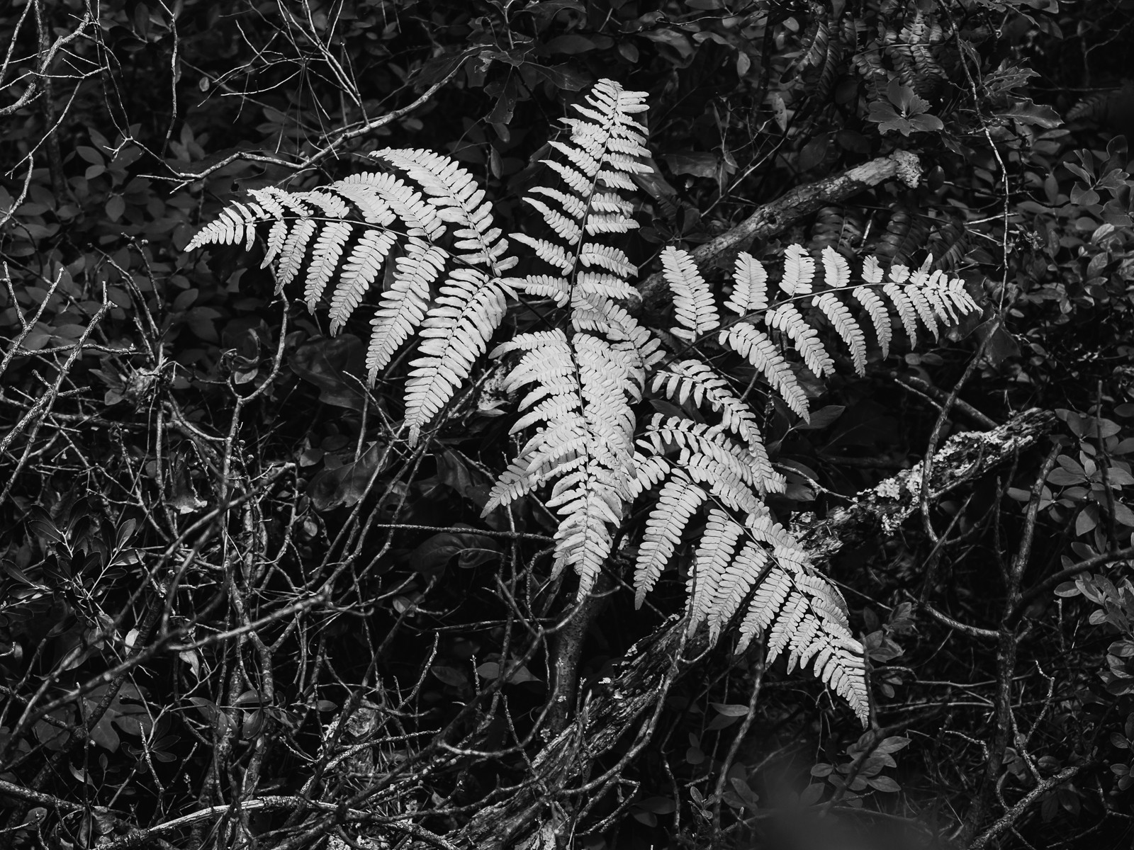 ferns-6177