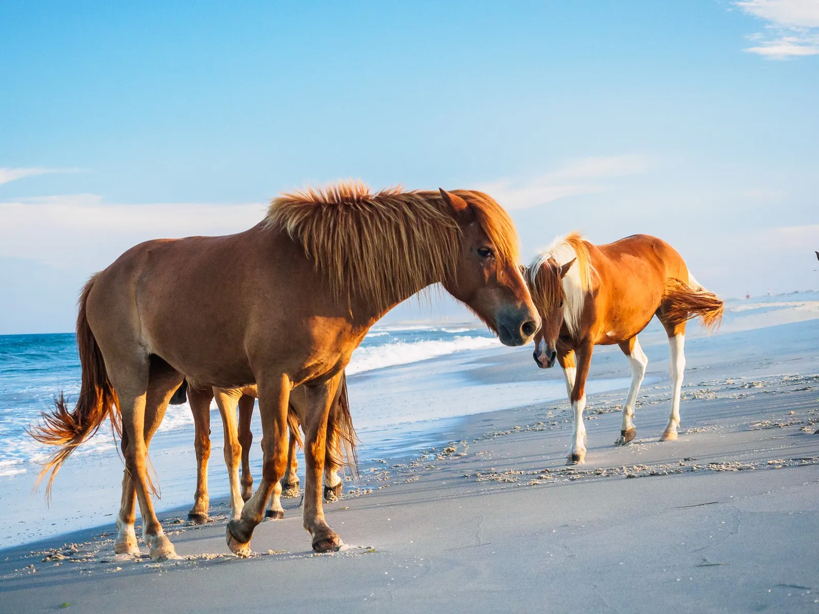 assateague island wild horses tour