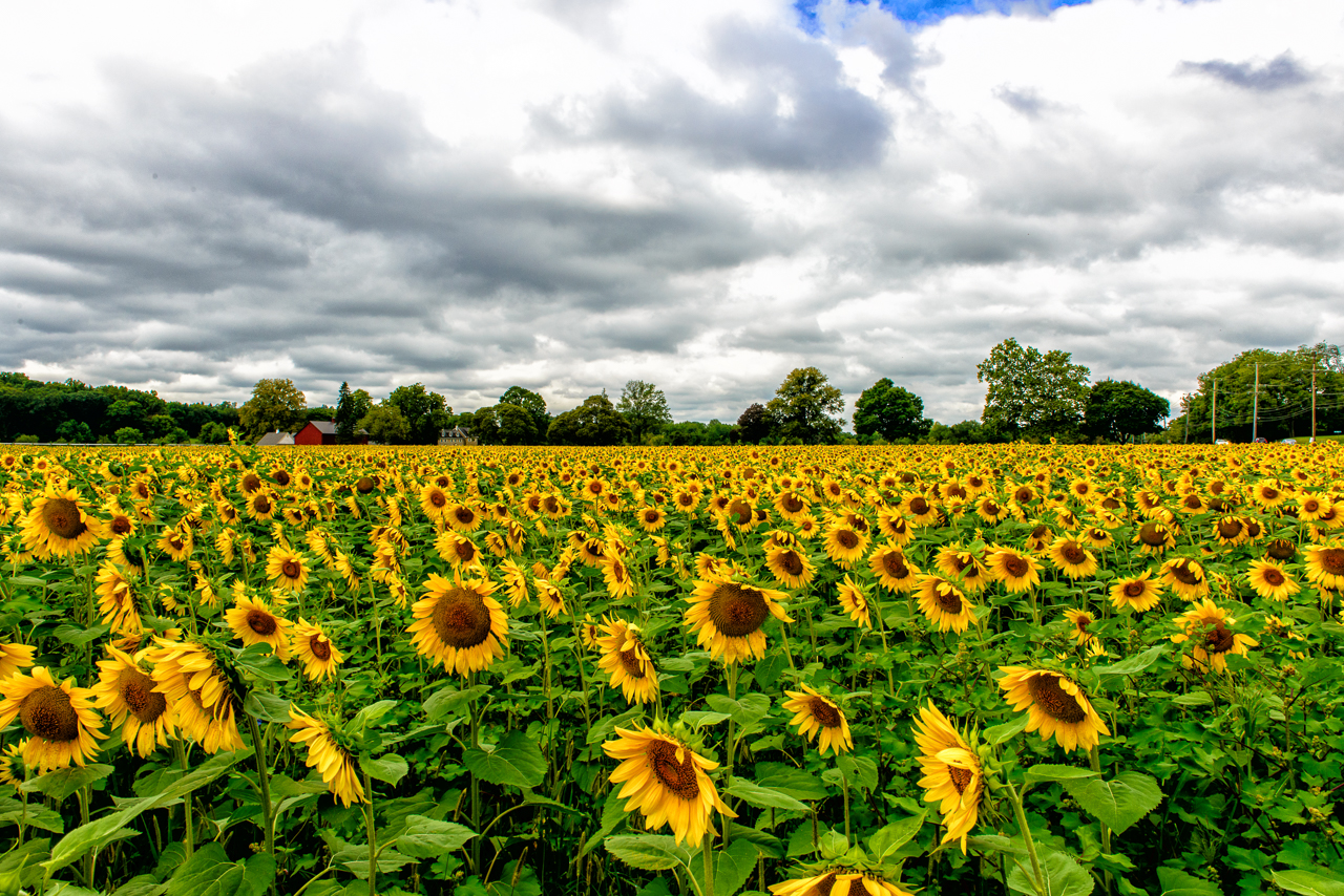 Photograph of a sunflower field