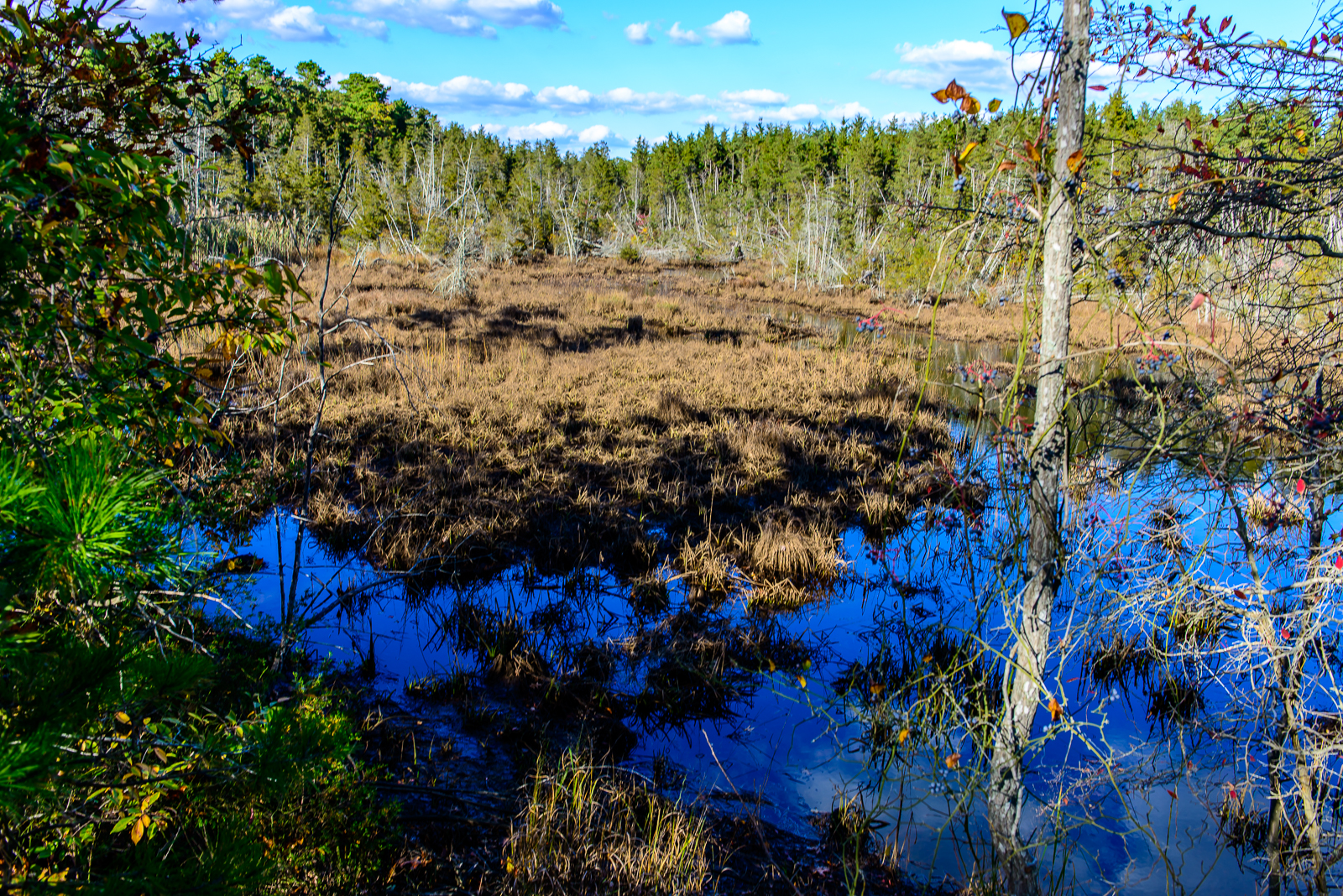 pinelands-5444