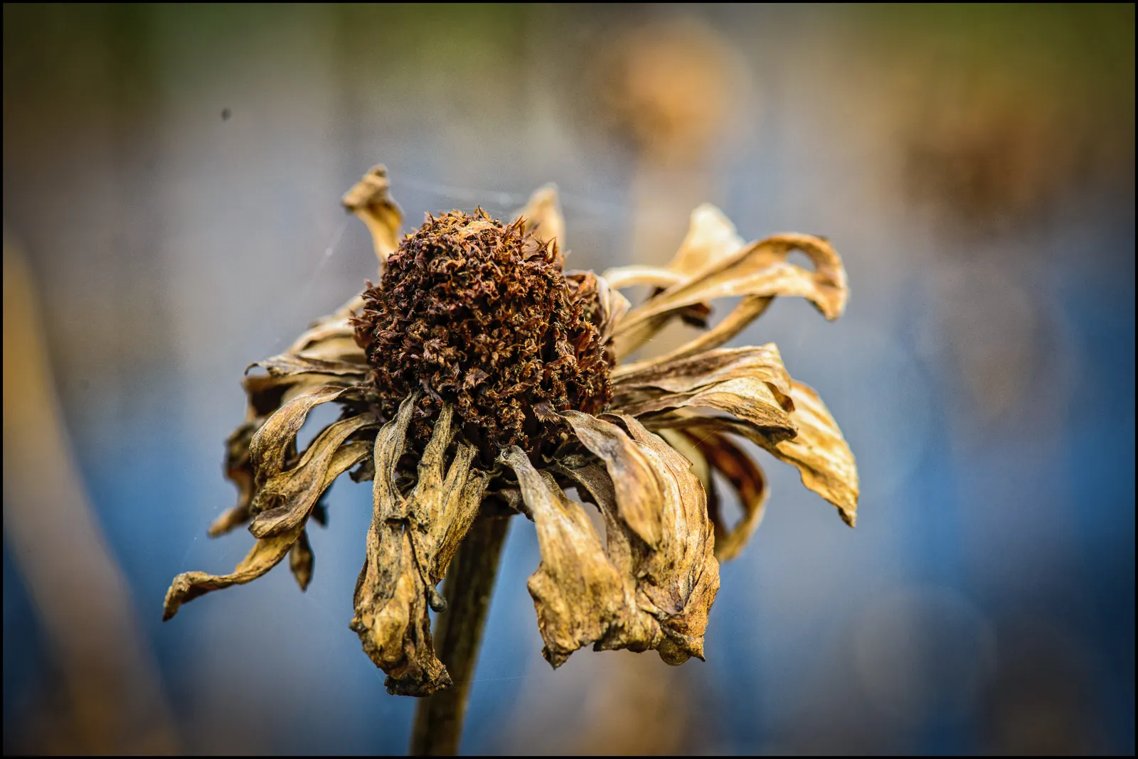 dead flowers 2