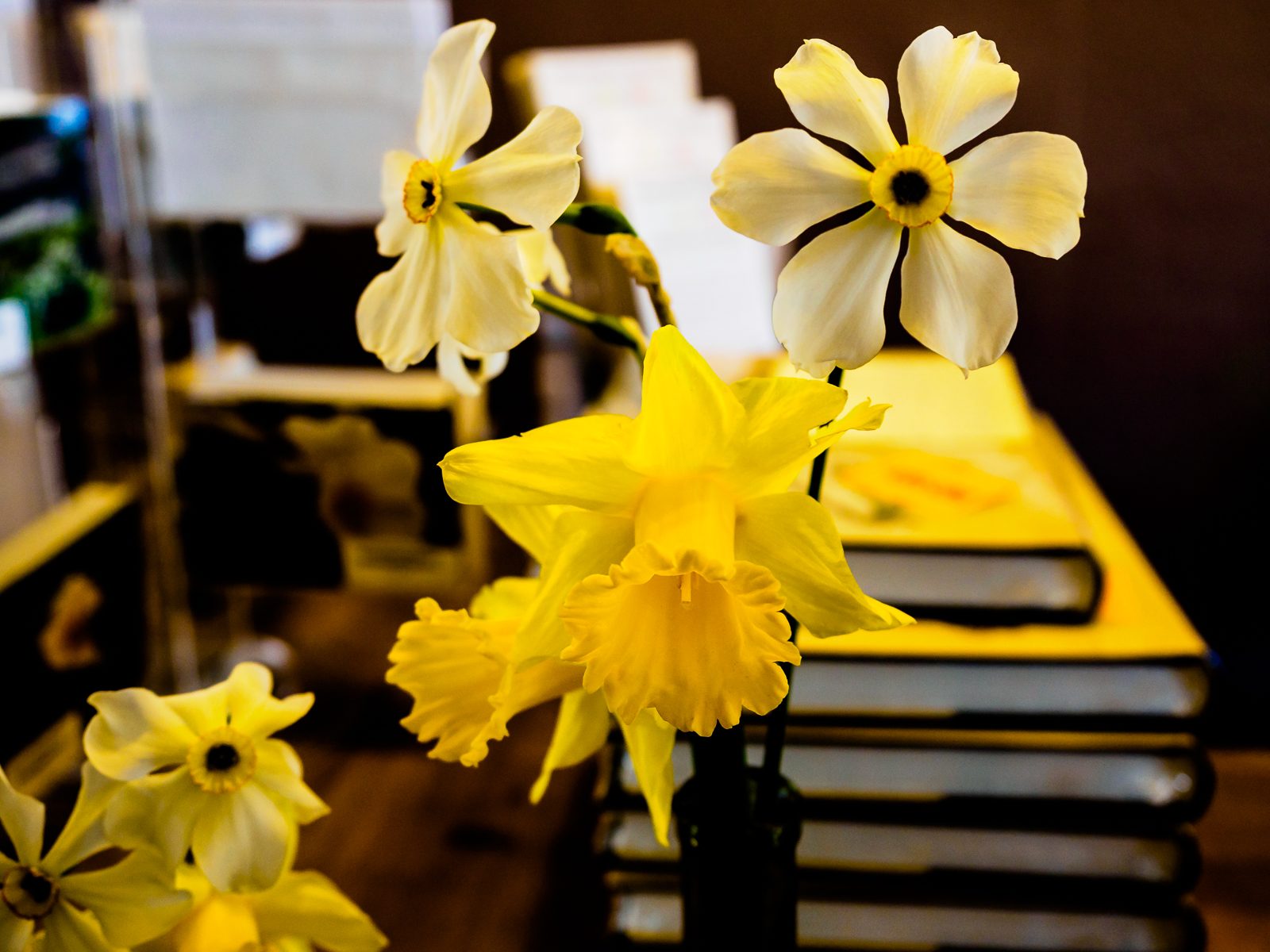 Narcissus-poeticus-4160021
