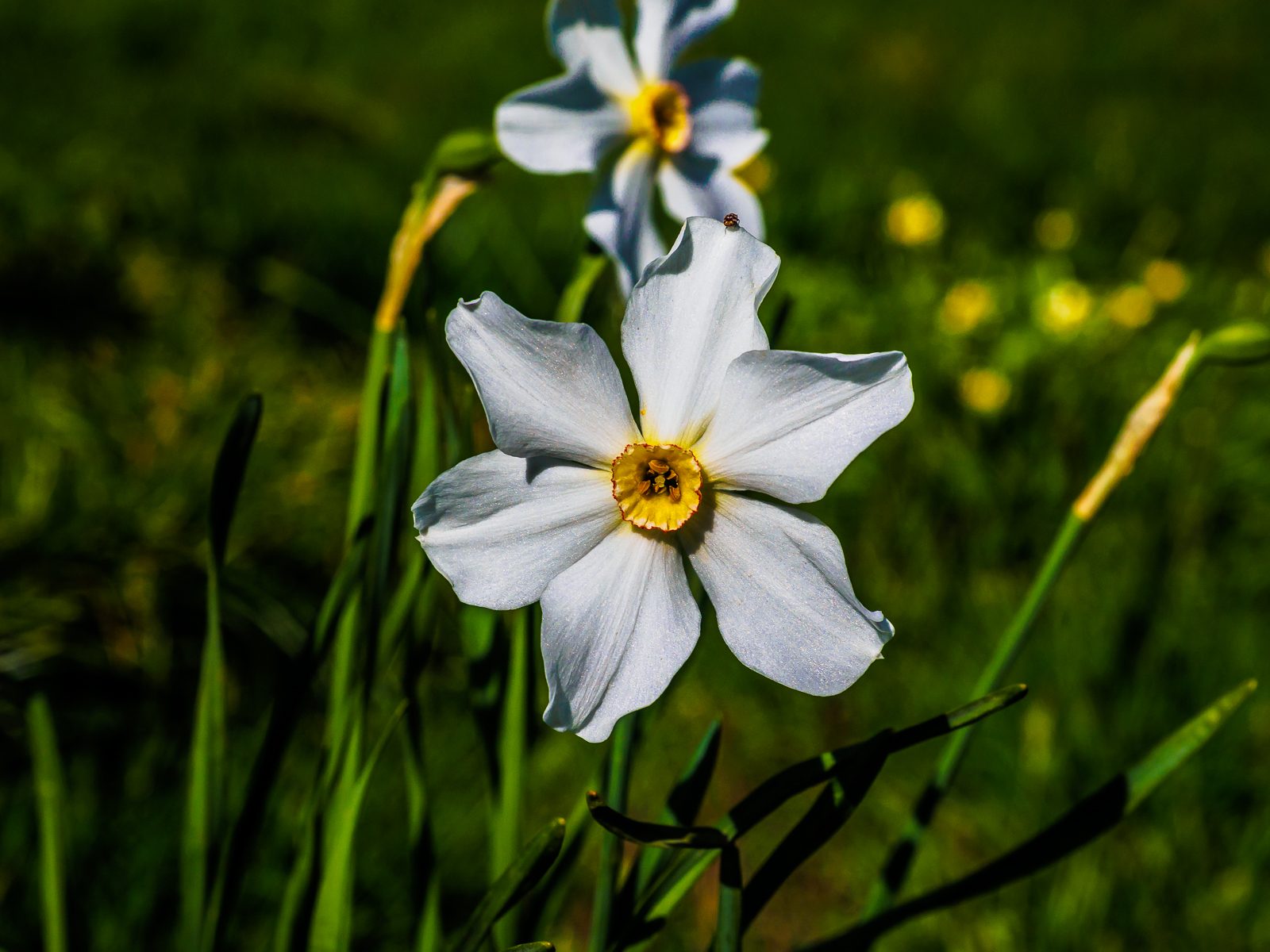 Narcissus poeticus