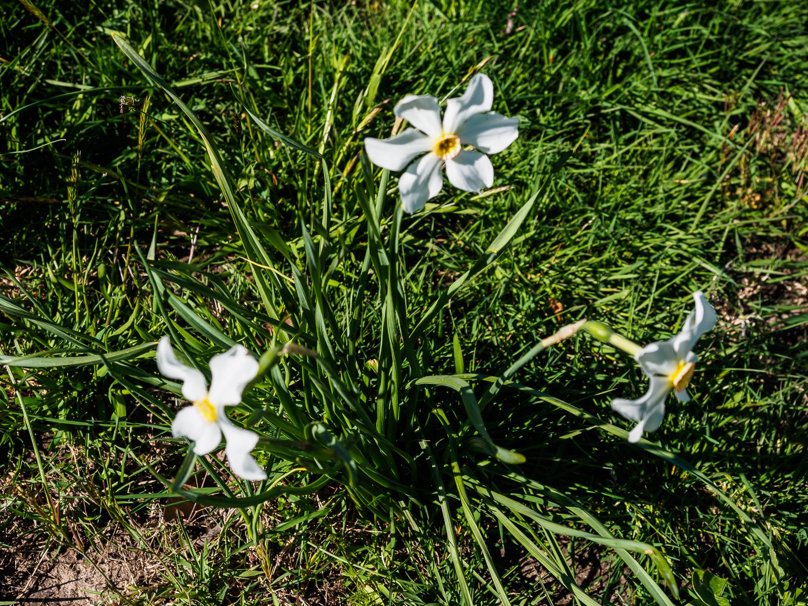bartram-gardens-4160029