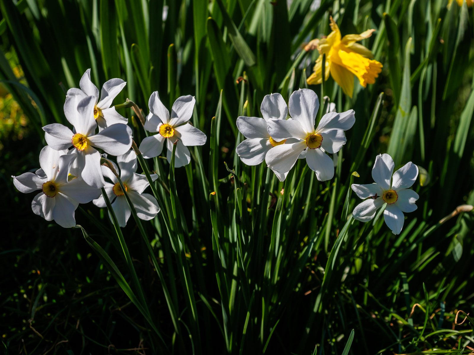 bartram-gardens-4160031