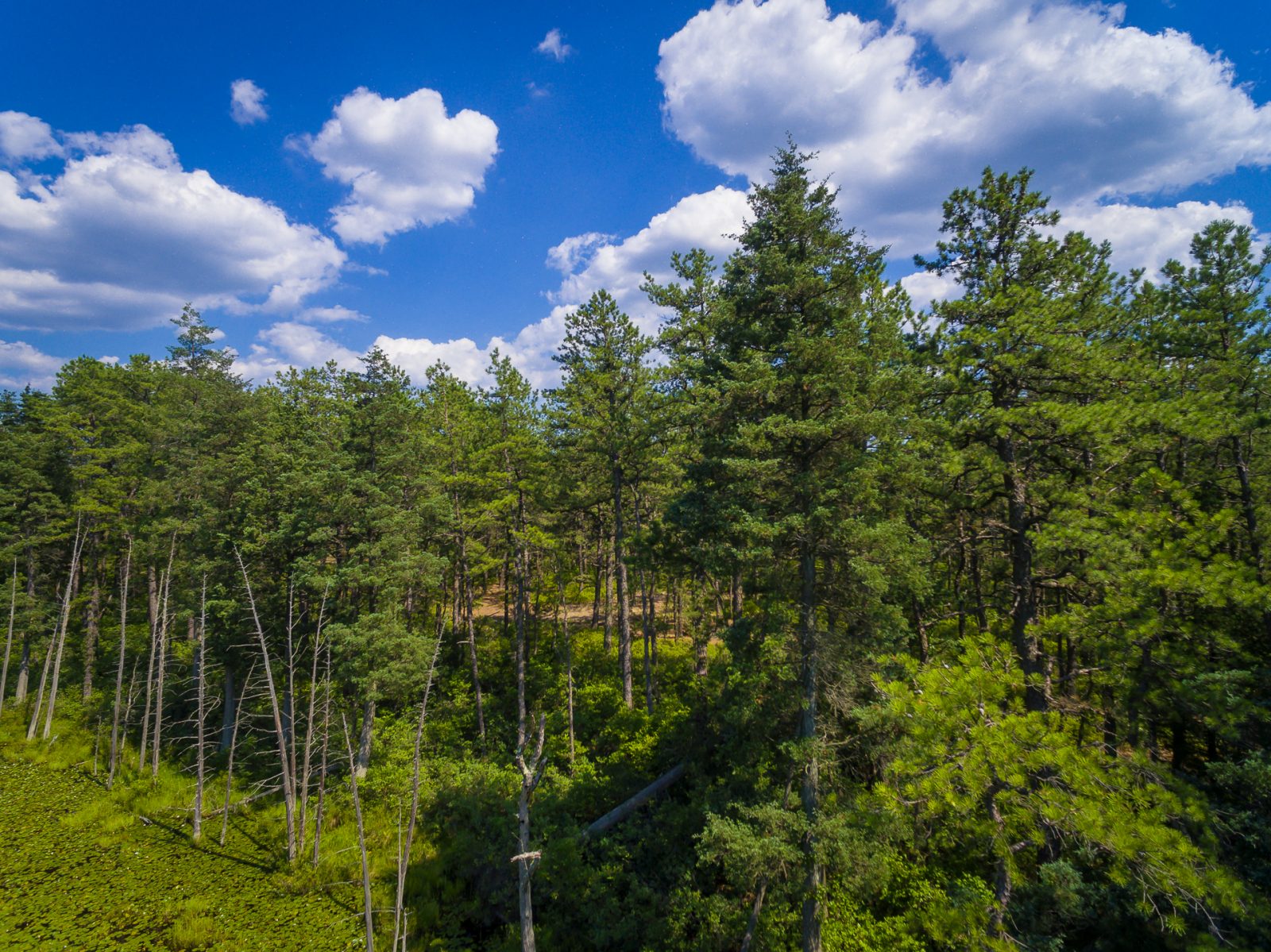 roberts-branch-0028 (3)