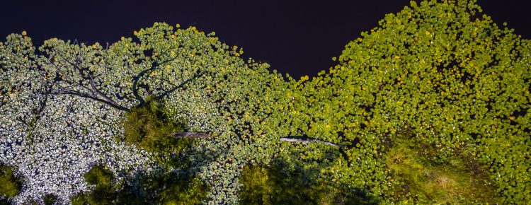 Photograph from a drone of water lily pads