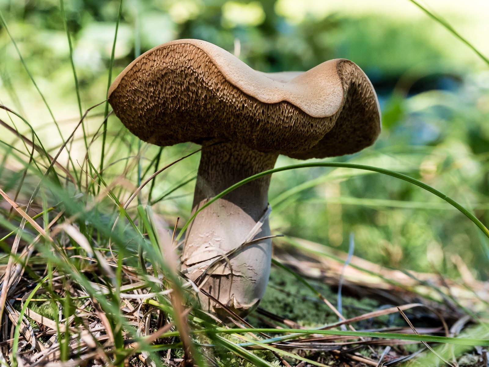 Mushrooms-and-plants-8140006