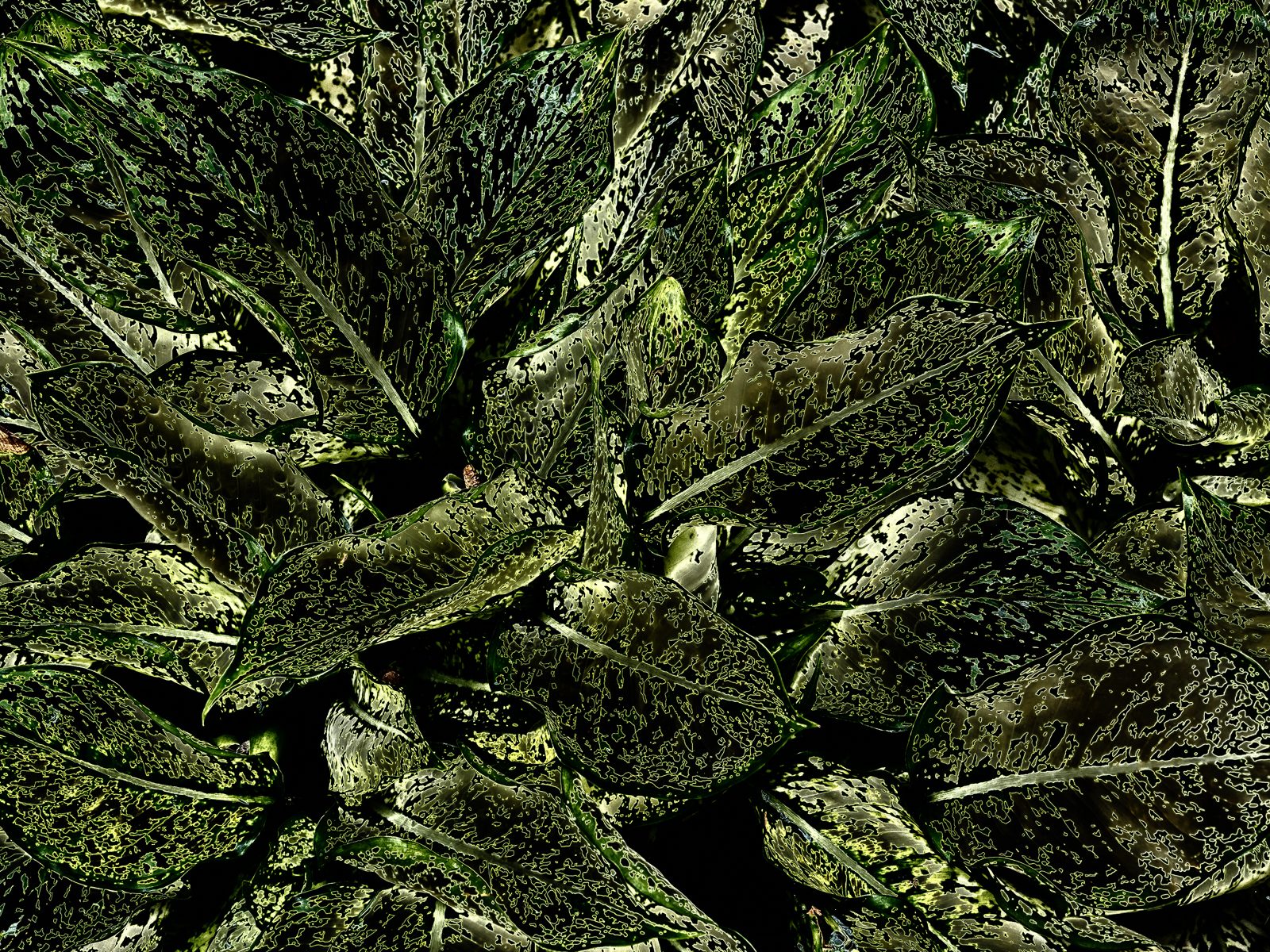longwood-leaves--2