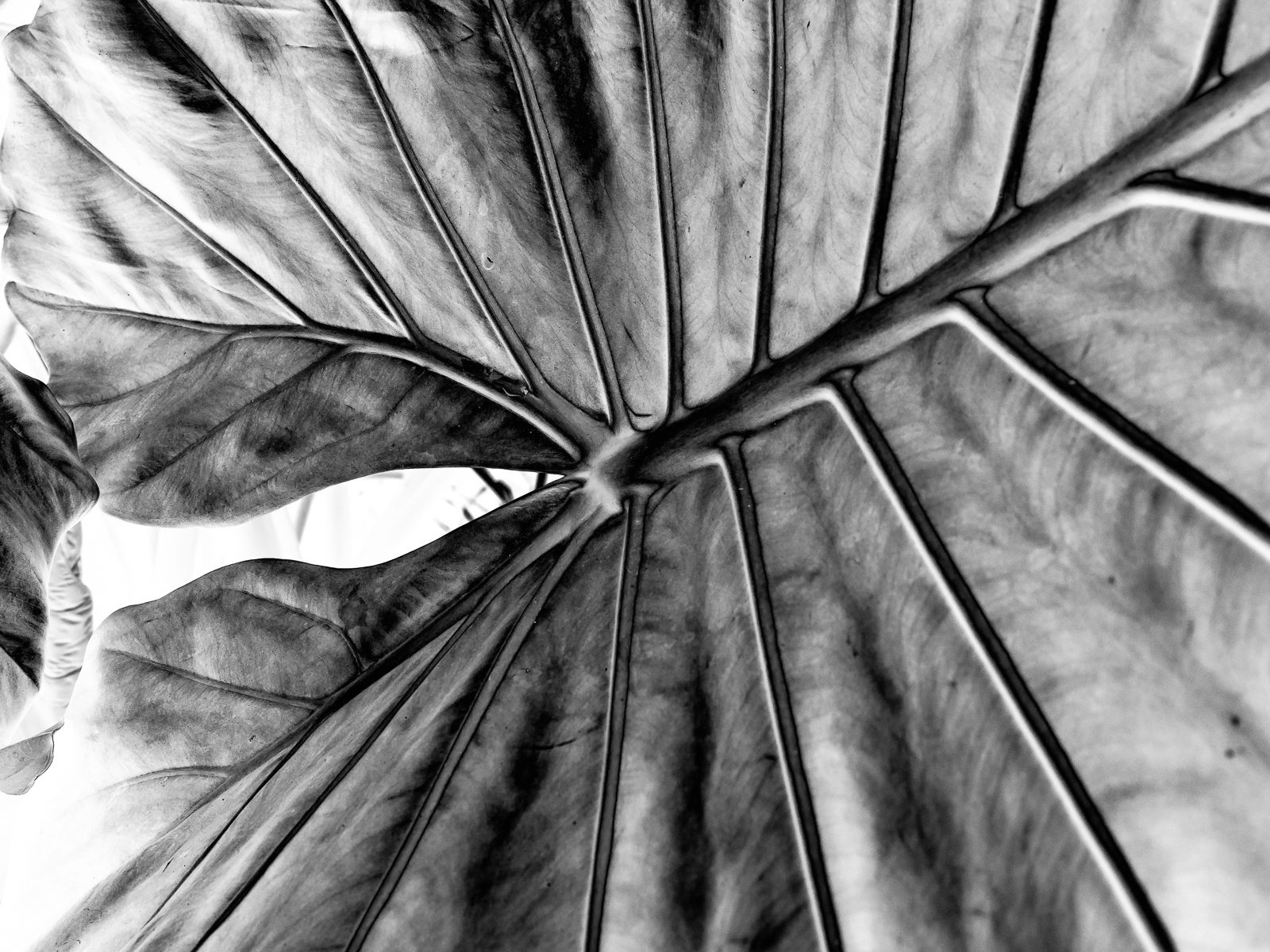 longwood-leaves-2