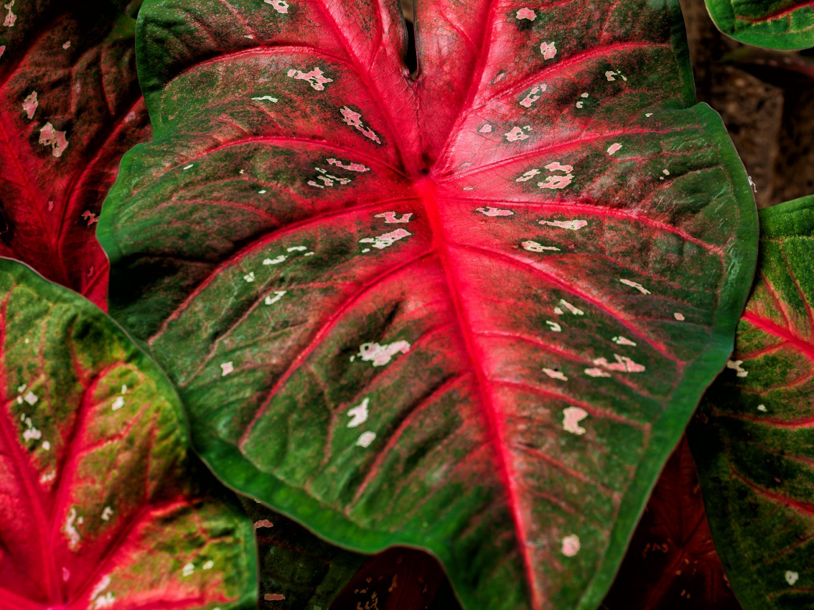 Caladium plants