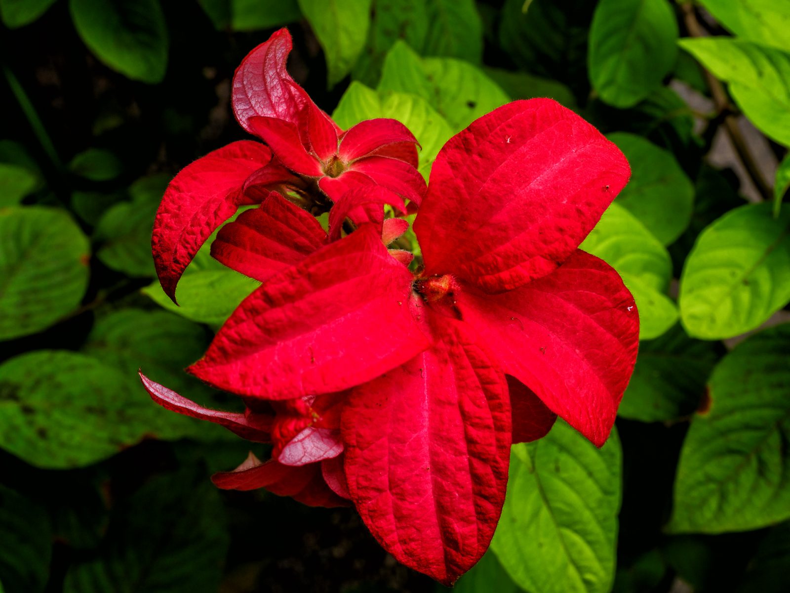 red-flowers--3 phorograph