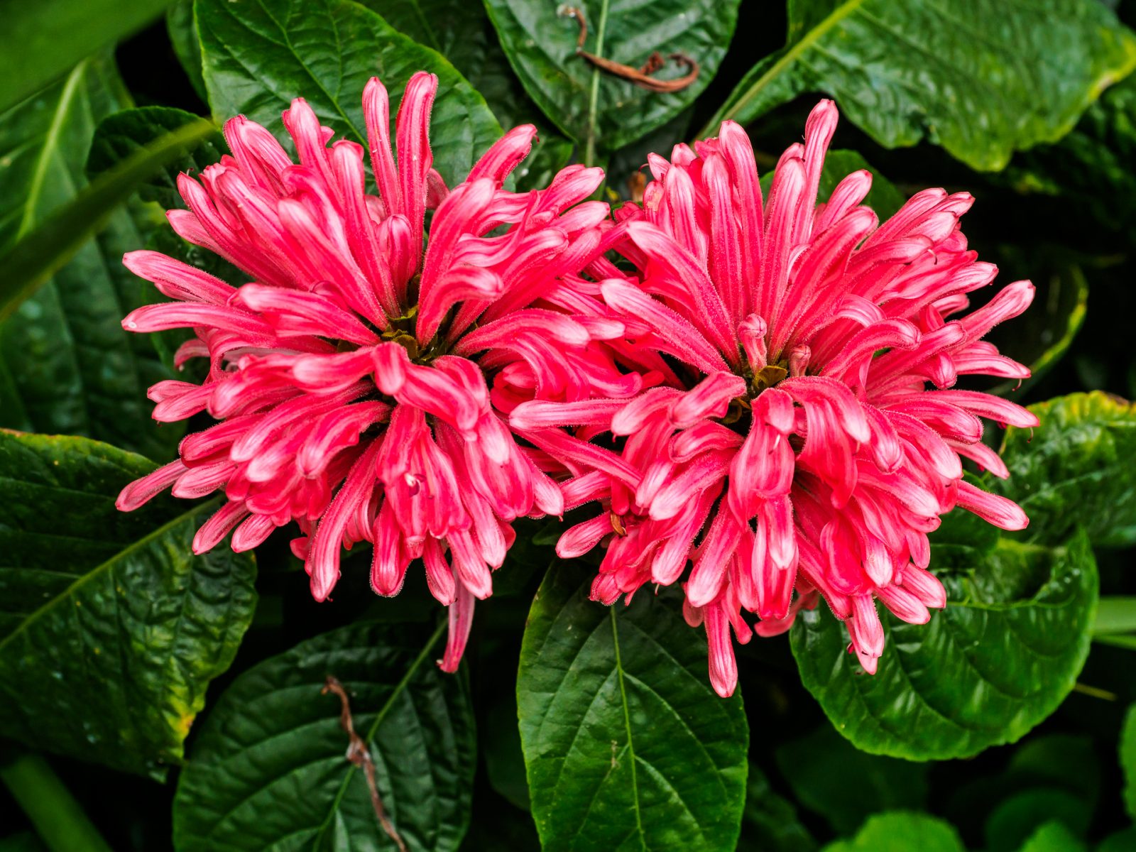 red-flowers-8020041