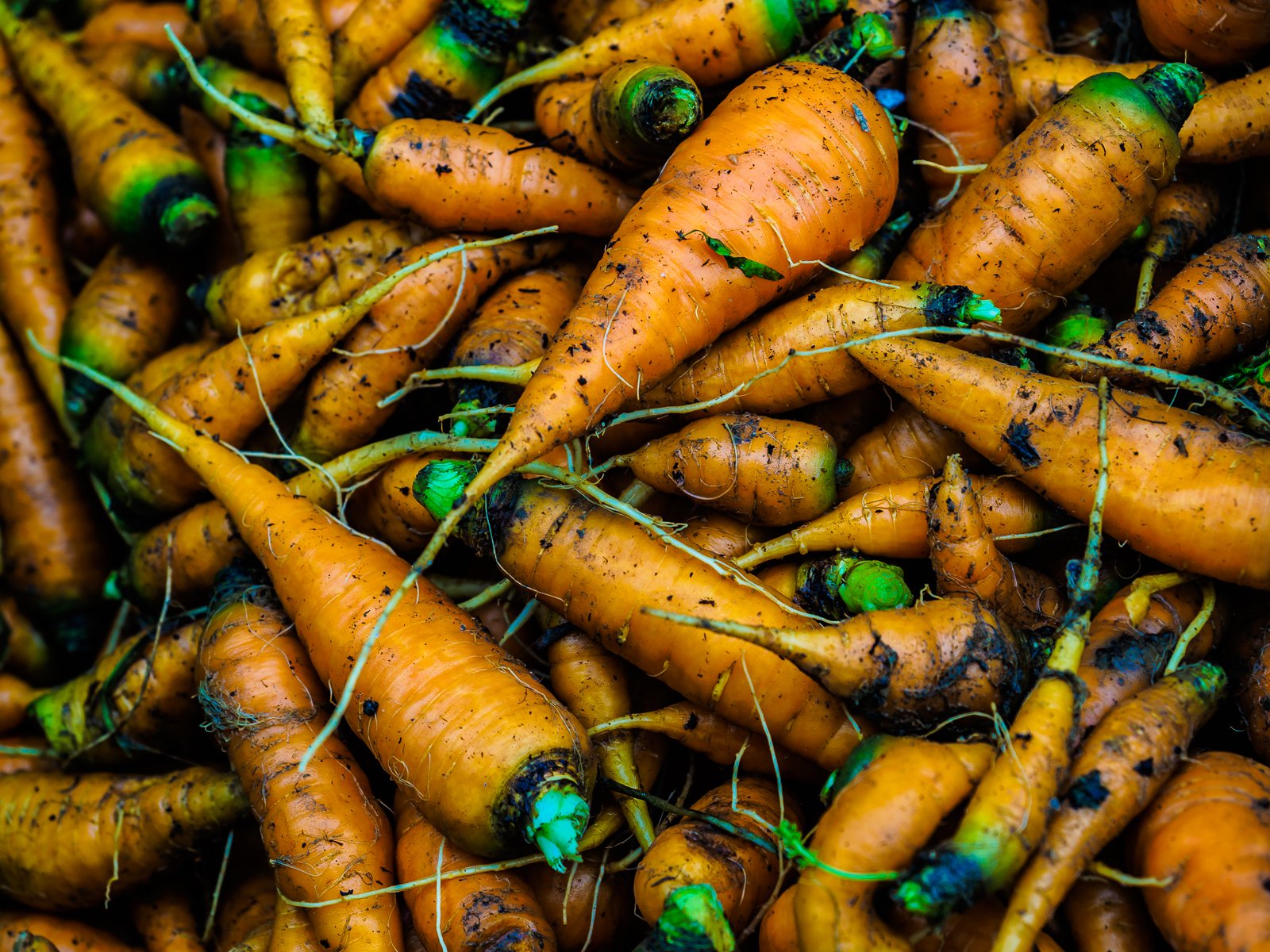 vegetables-farm-080008