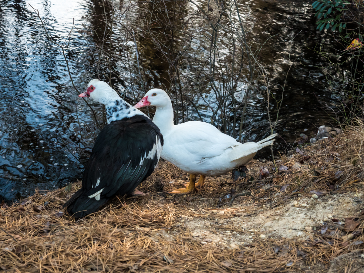 ducks-at-deep-run-190091